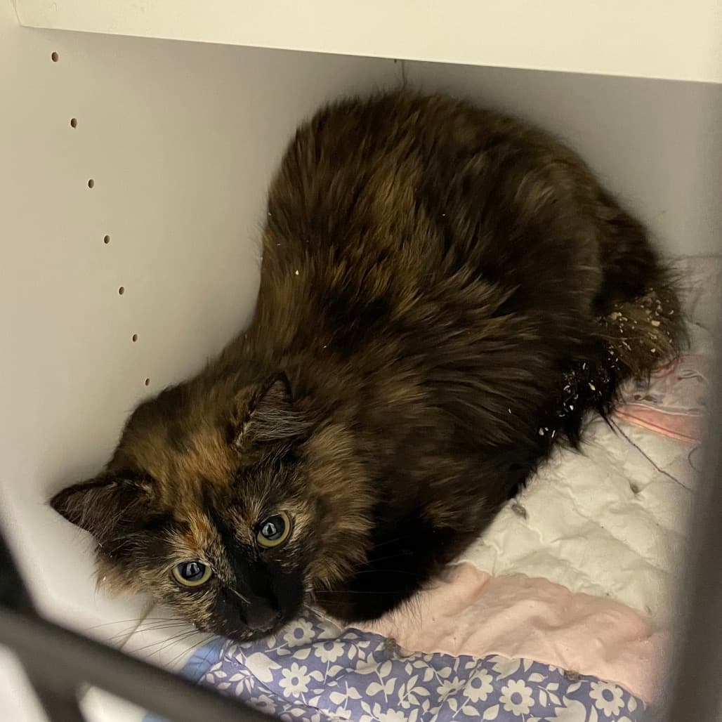 Calypso - Domestic Medium Hair cat available for adoption at Battlefords Humane Society in Saskatchewan