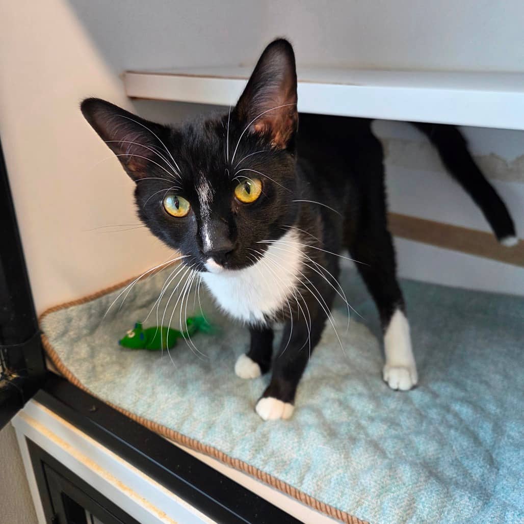 Churchill - Domestic Shorthair available for adoption