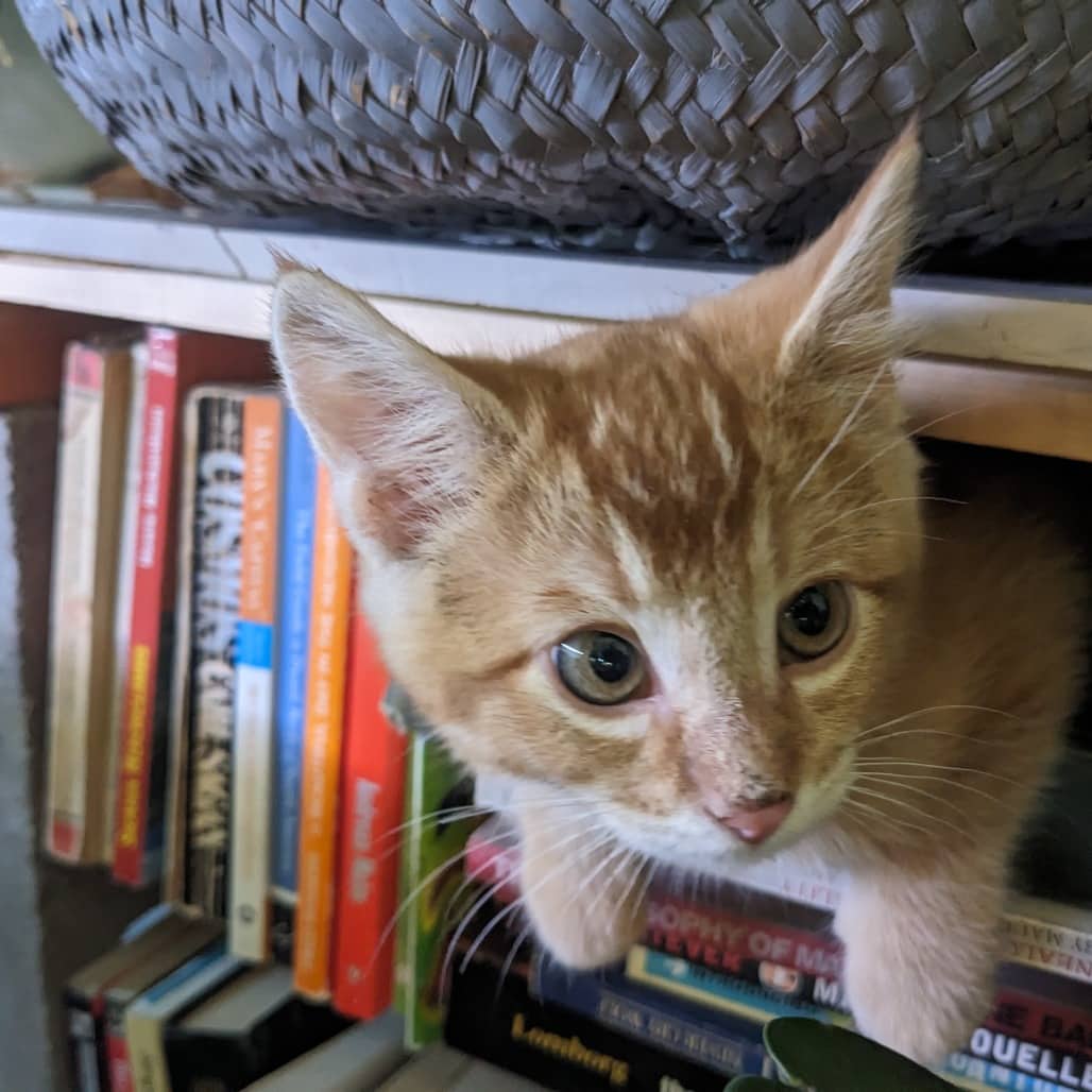 Jeff - Domestic Shorthair available for adoption