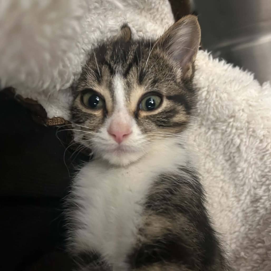 Thor - Domestic Shorthair available for adoption