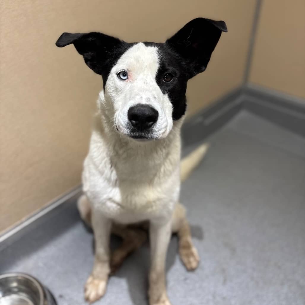 Rosco - HUSKY, SIBERIAN/MIX available for adoption