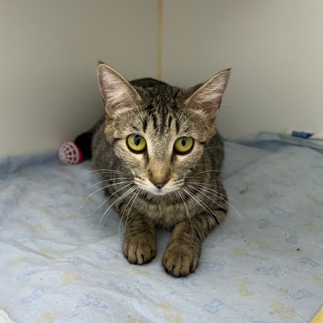 Tinker - Domestic Shorthair cat available for adoption in Calgary