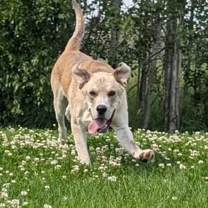 Granger - MIXED BREED available for adoption at SCARS in Calgary