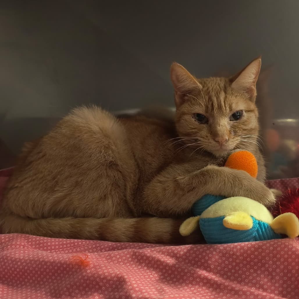 Trike - Domestic Shorthair available for adoption