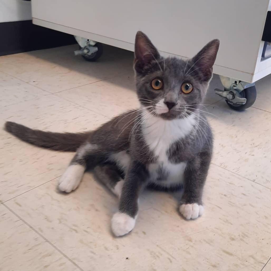 Jello - Domestic Shorthair available for adoption