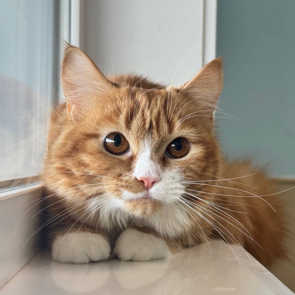 Ginger - Domestic Medium Hair cat available for adoption at Prince Albert SPCA in Prince Albert
