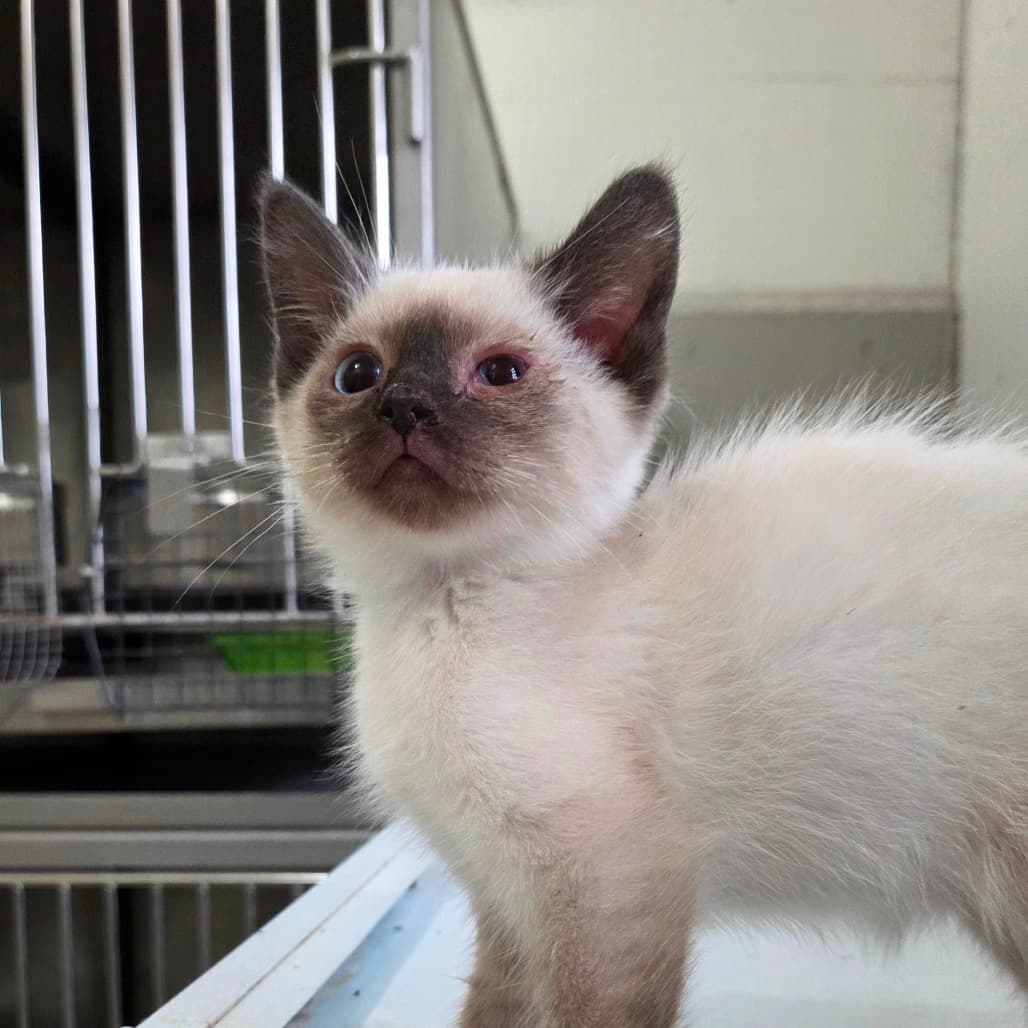Paul - Siamese cat available for adoption at Humboldt & District SPCA in Humboldt