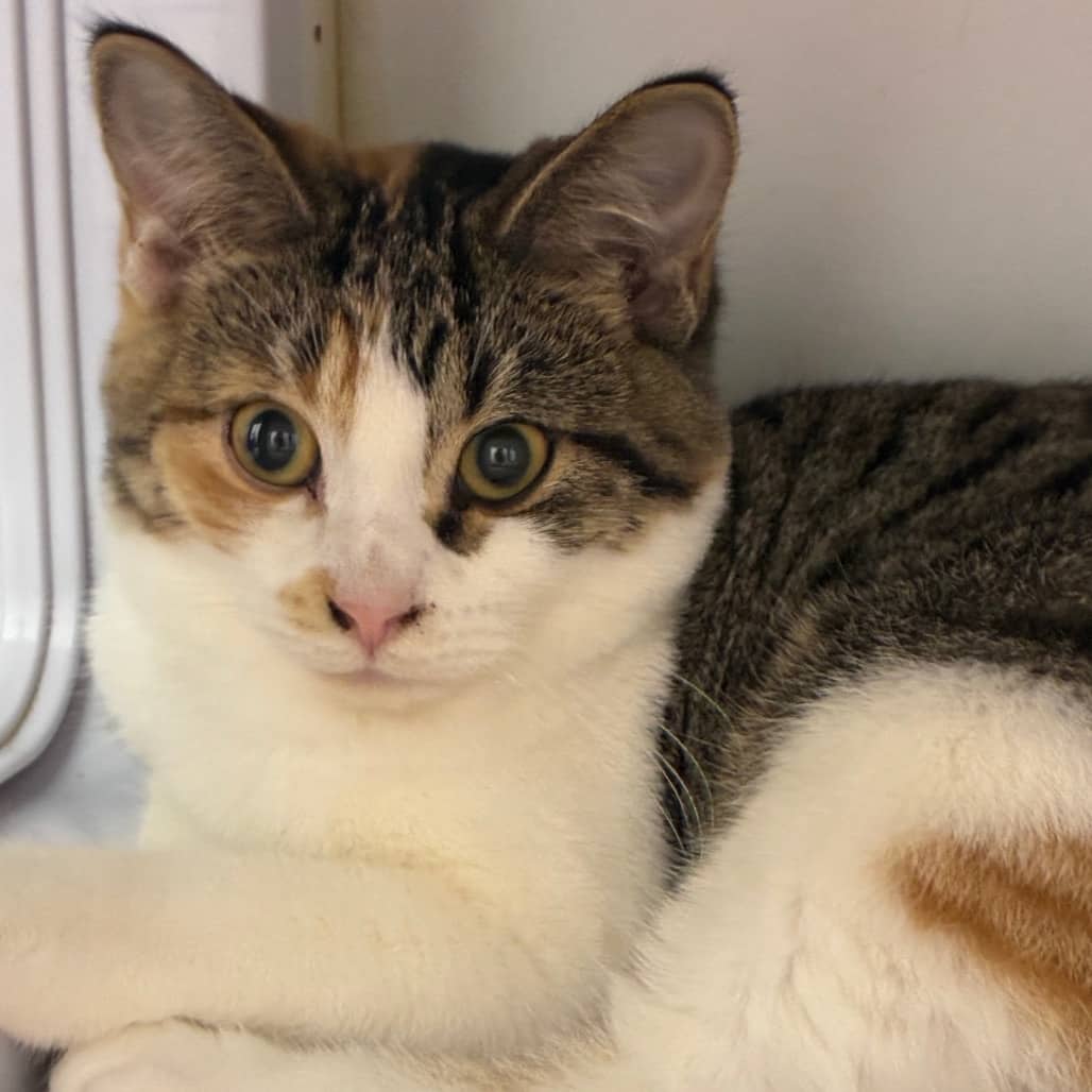 Daphne - Domestic Shorthair available for adoption