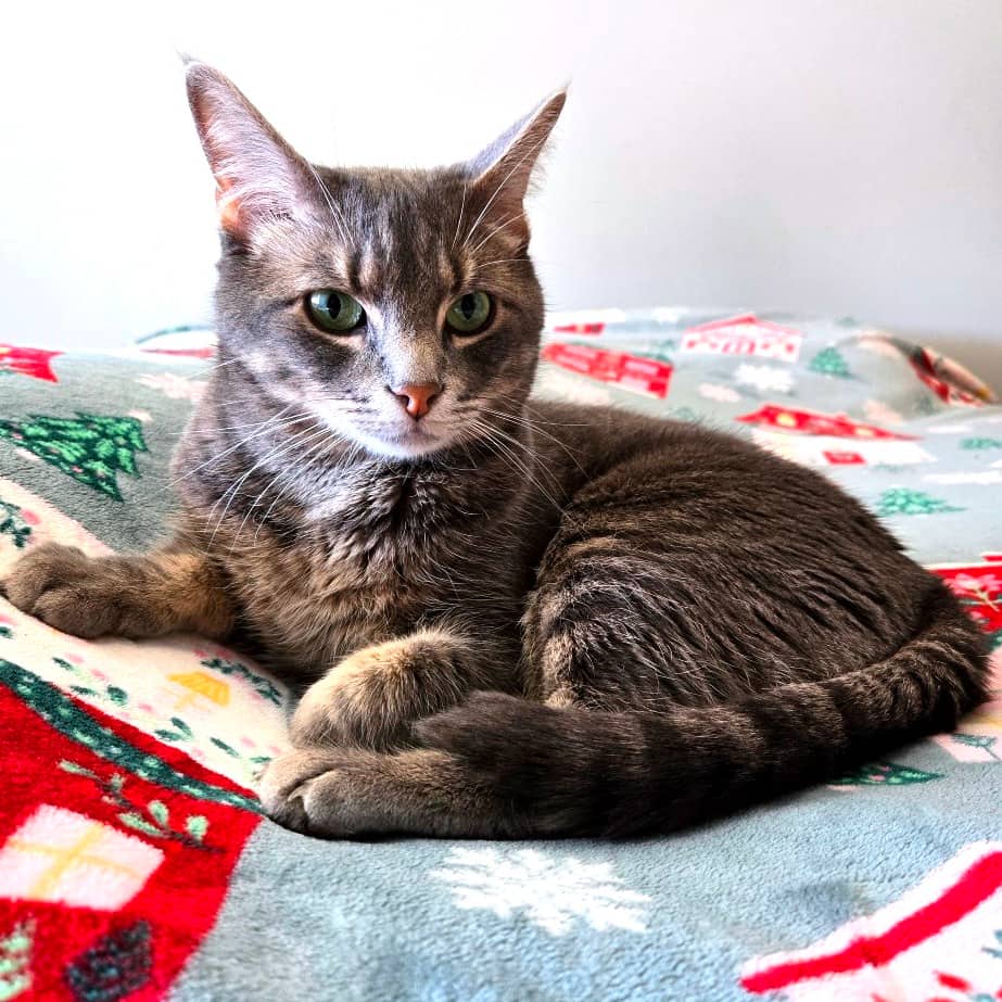 Clover - Domestic Shorthair available for adoption