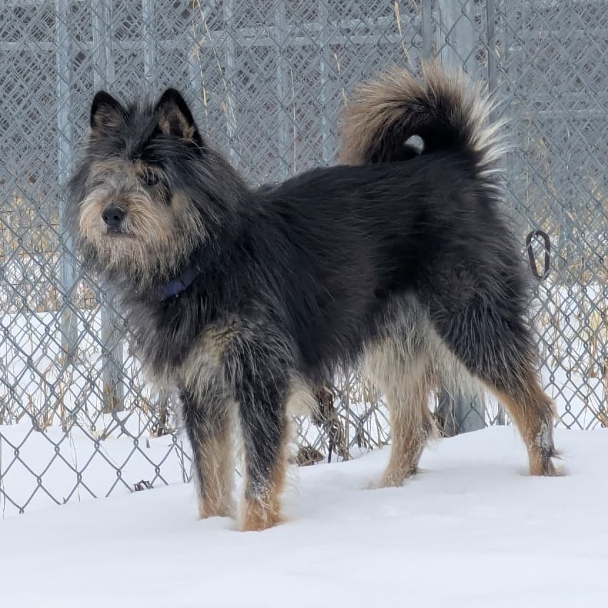 Splinter (Courtesy Post for 780 Kennels) - MIXED BREED available for adoption at SCARS in Calgary