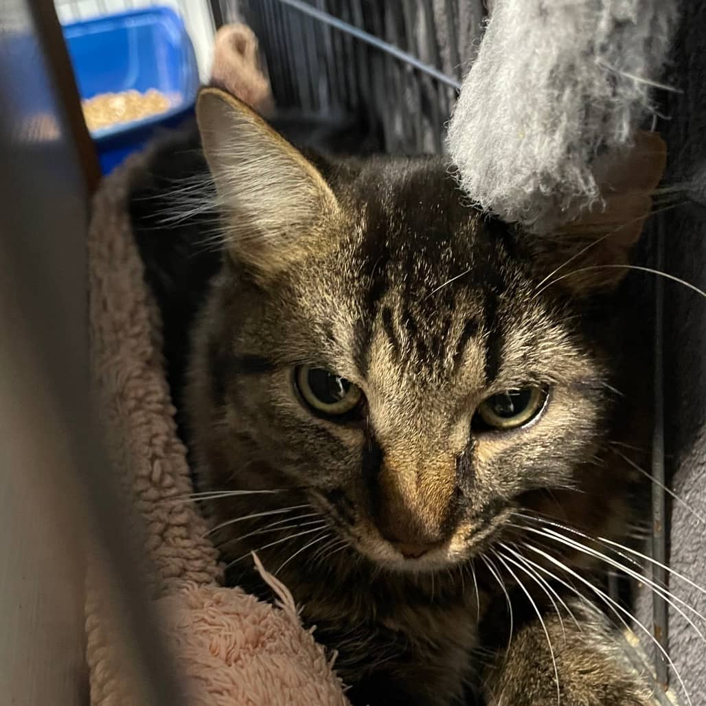 Theo - Domestic Medium Hair cat available for adoption in Saskatchewan