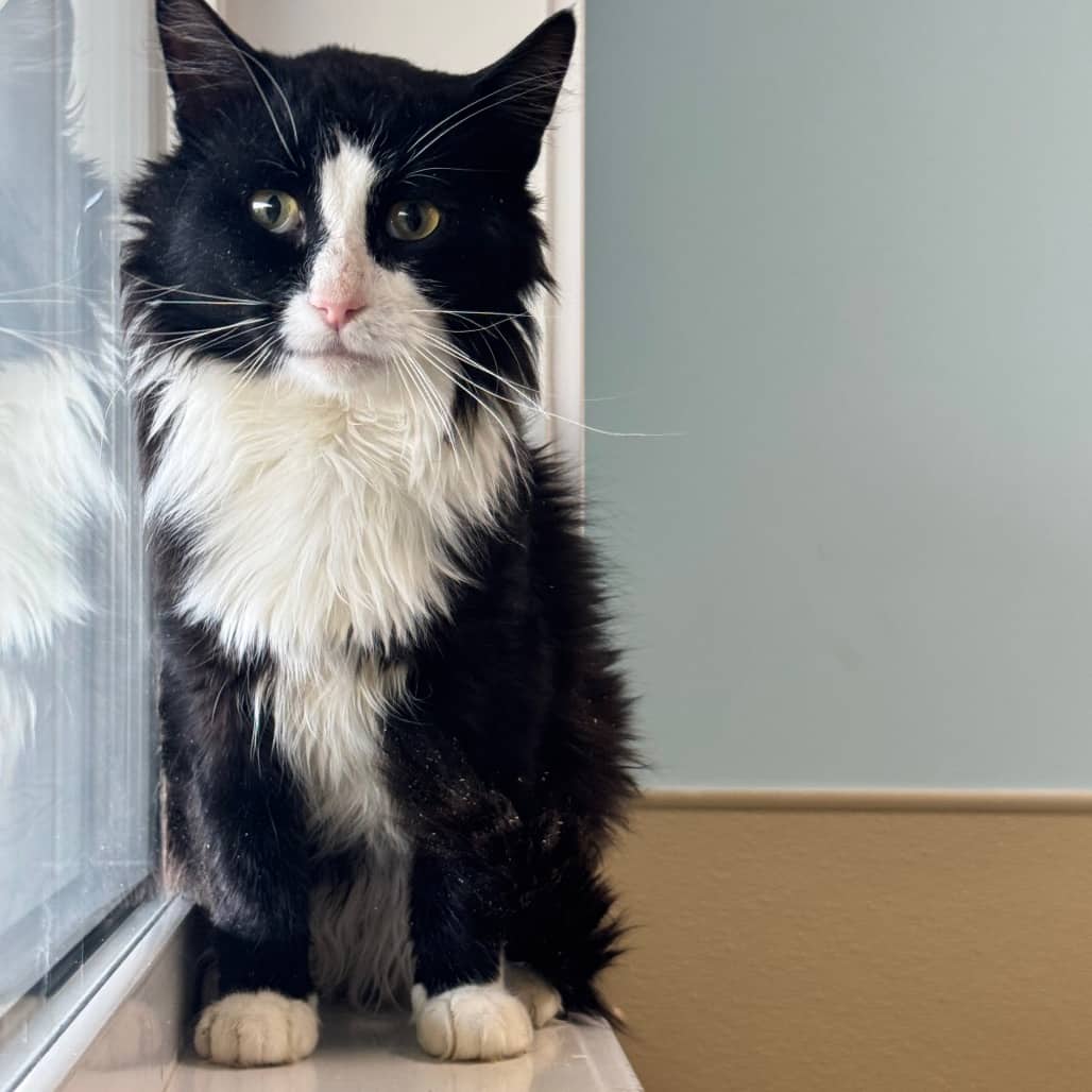 Jumper - Domestic Longhair cat available for adoption at Prince Albert SPCA in Prince Albert