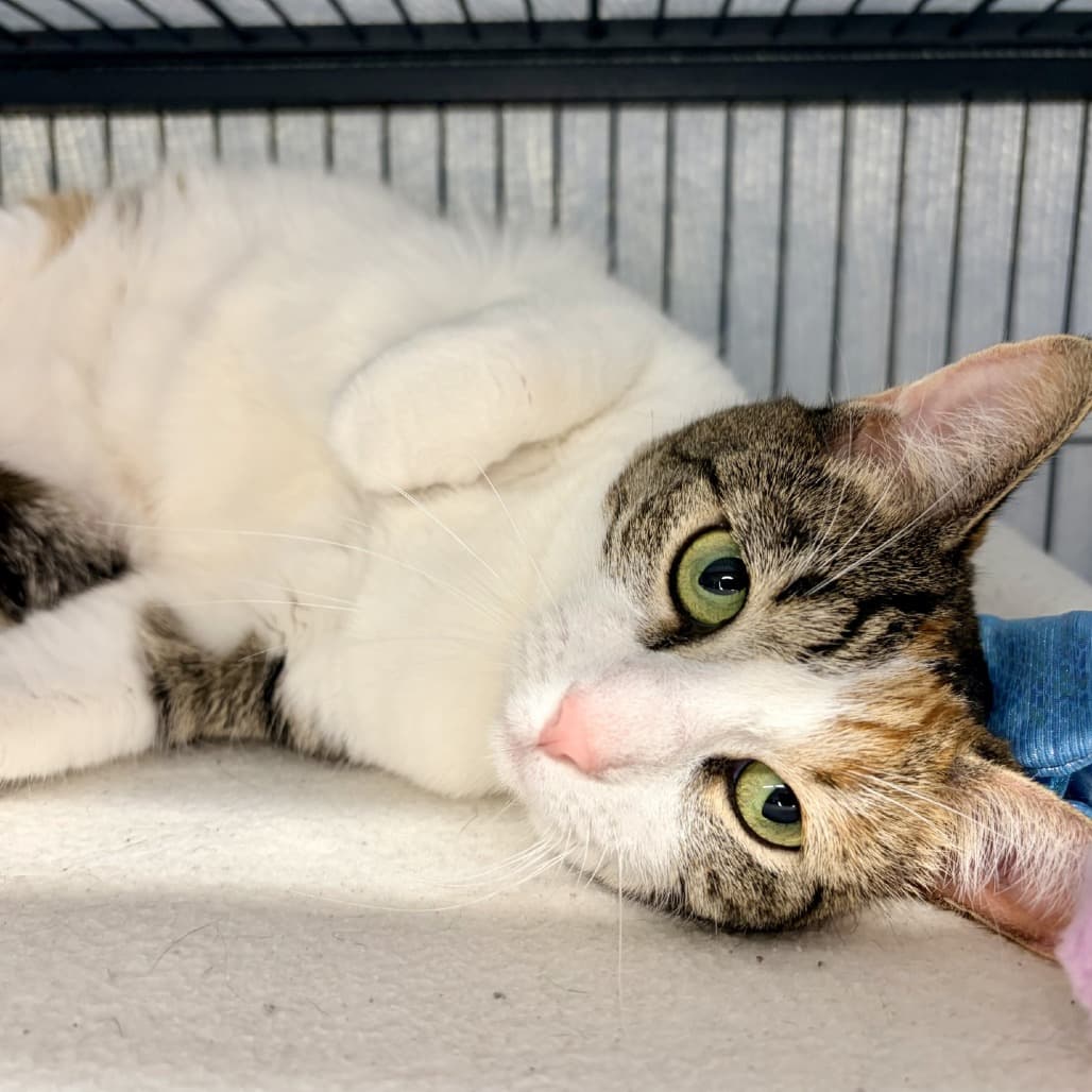 Sora - Domestic Shorthair cat available for adoption at Moose Jaw Humane Society in Moose Jaw