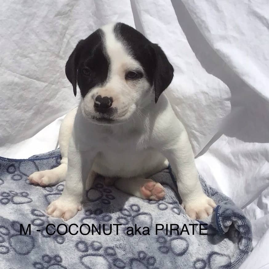 Coconut - Mixed Breed available for adoption