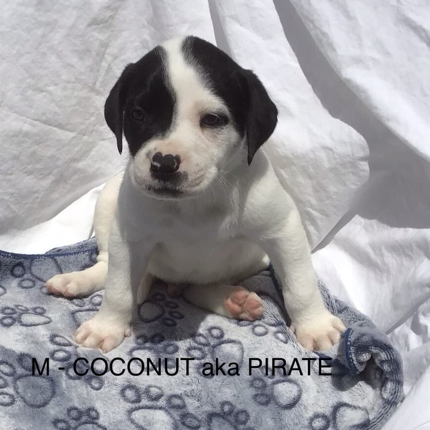 Coconut - Mixed Breed available for adoption
