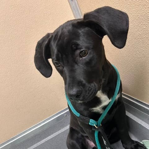 Perch - Mastiff Mix available for adoption in Alberta
