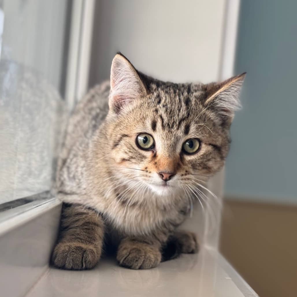 Eric - Domestic Shorthair available for adoption