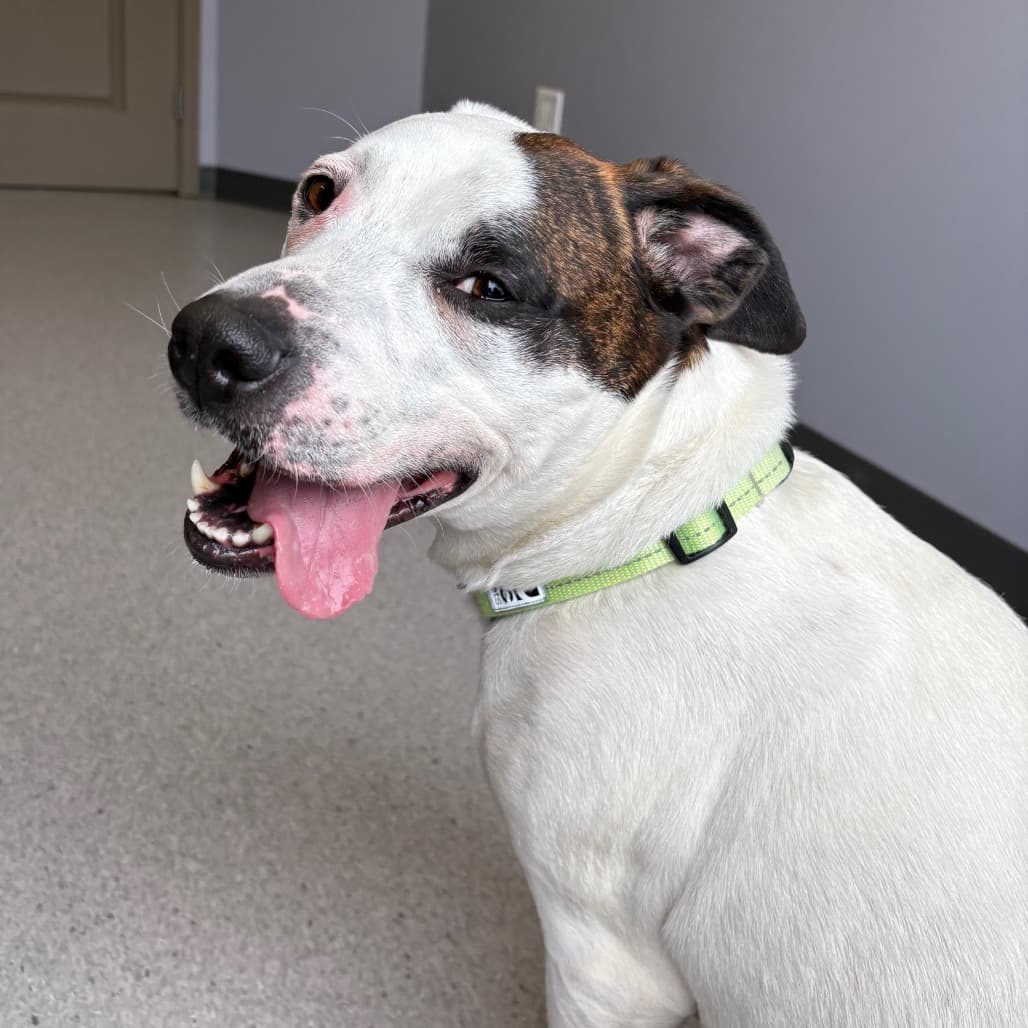 Guillermo - Terrier, Staffordshire Bull available for adoption in Calgary