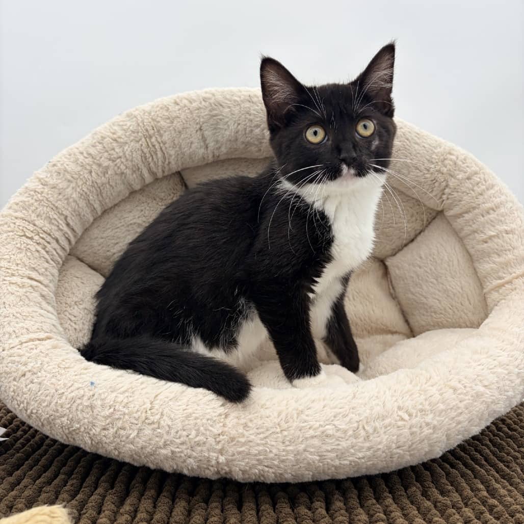 Musa - Domestic Shorthair cat available for adoption at Moose Jaw Humane Society in Moose Jaw