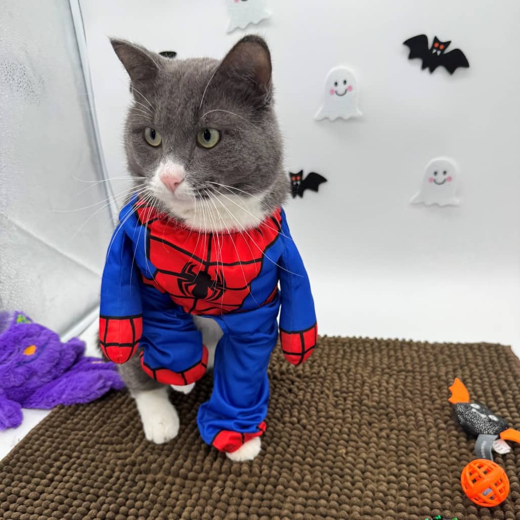 Beef - Domestic Shorthair cat available for adoption at Moose Jaw Humane Society in Moose Jaw