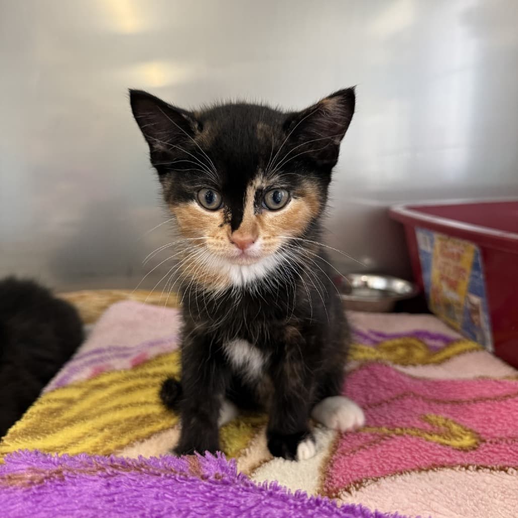 Tall - Domestic Medium Hair cat available for adoption at SPCA Swift Current in Swift Current
