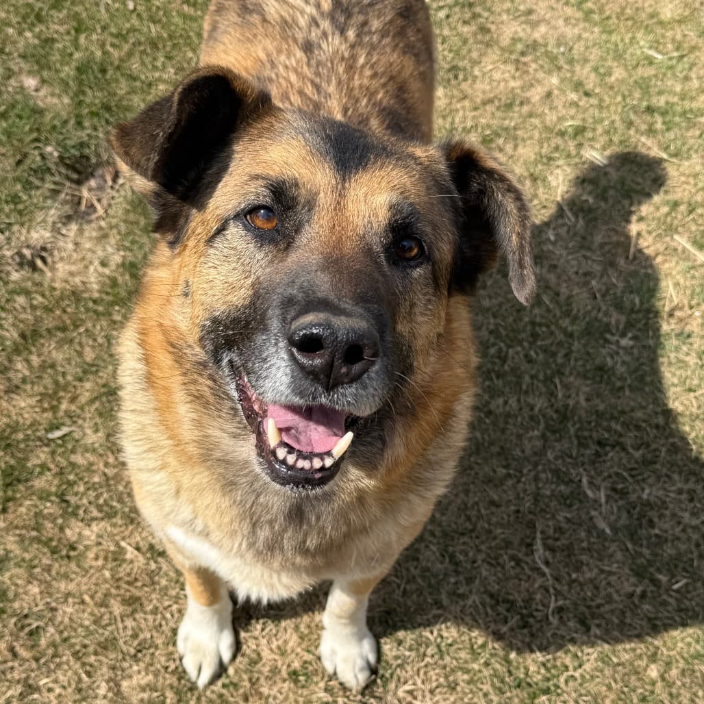 Buddy - MIXED BREED available for adoption in Calgary