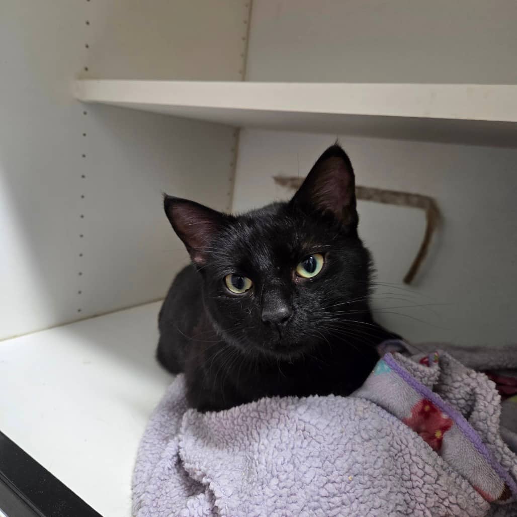 Kuro - Domestic Medium Hair available for adoption