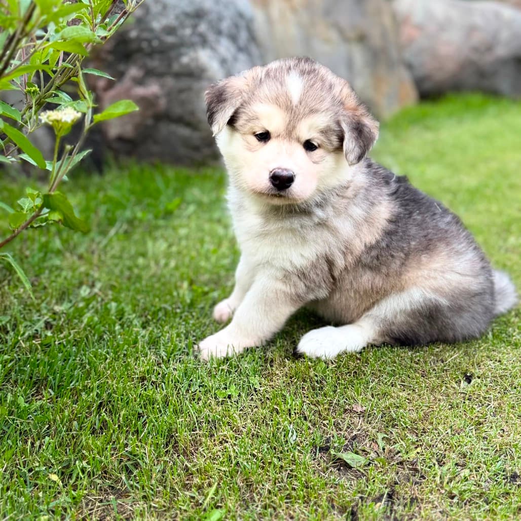 Thorin - HUSKY, SIBERIAN/MIX available for adoption