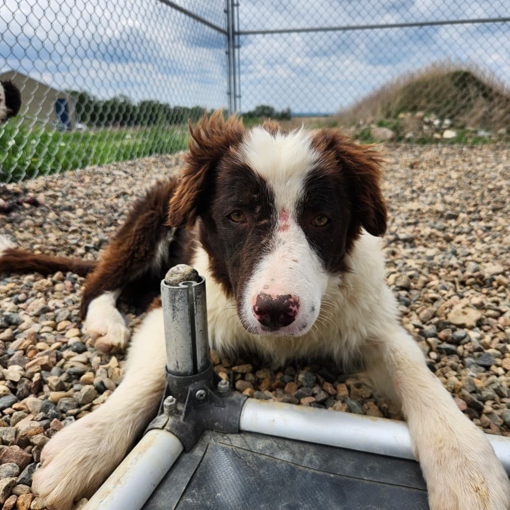 Murphy - Collie, Border available for adoption in Saskatchewan