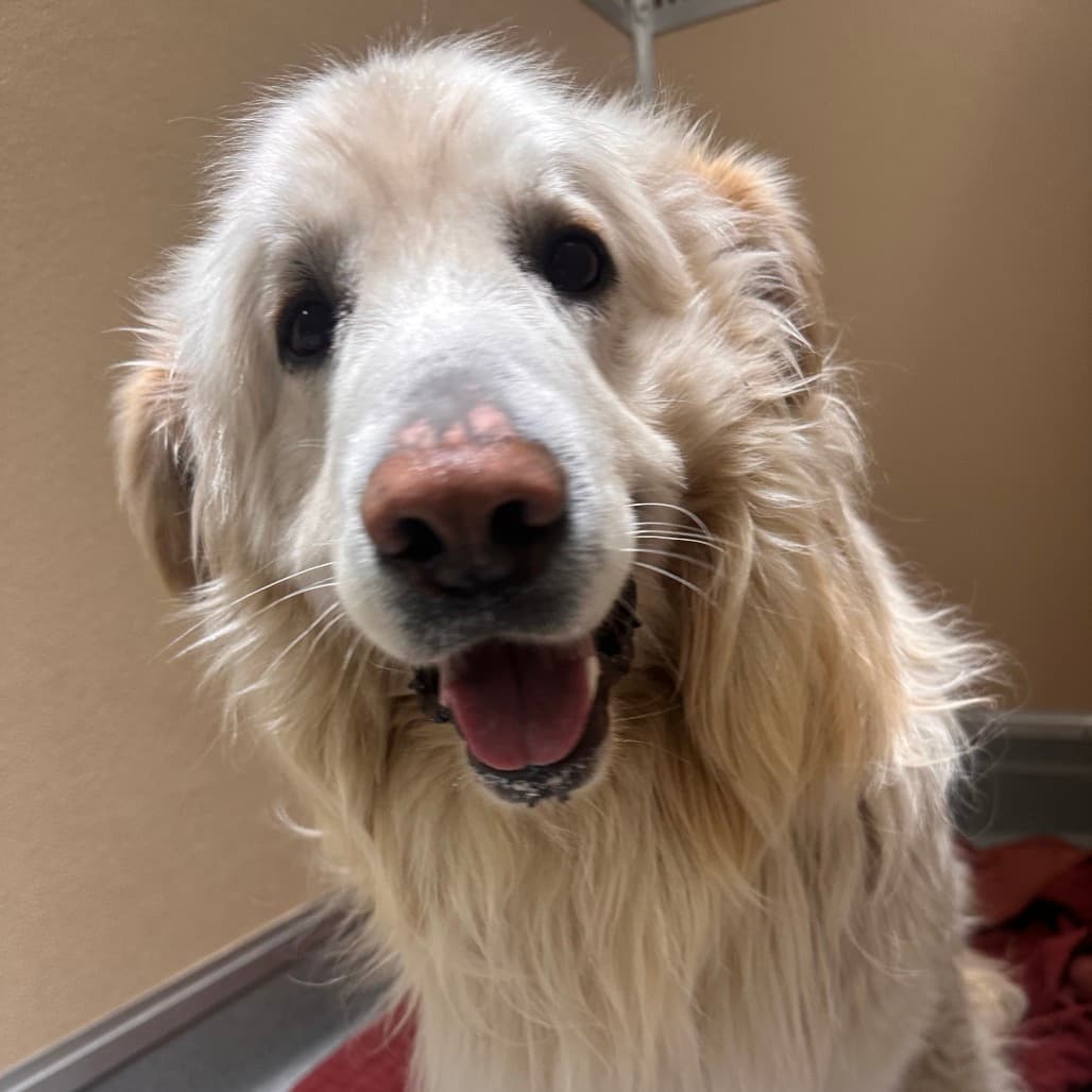 Roadie - PYRENEES, GREAT/MIX available for adoption in Alberta