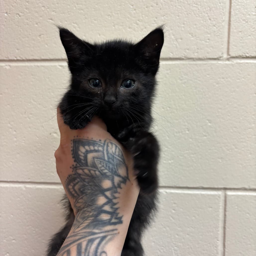 Quetzal - Domestic Shorthair cat available for adoption at SPCA Swift Current in Swift Current