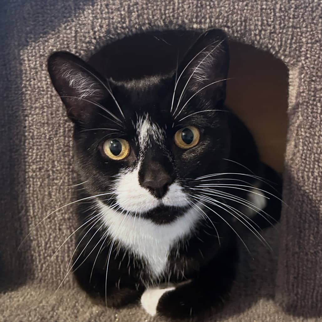 Melody - Domestic Shorthair available for adoption