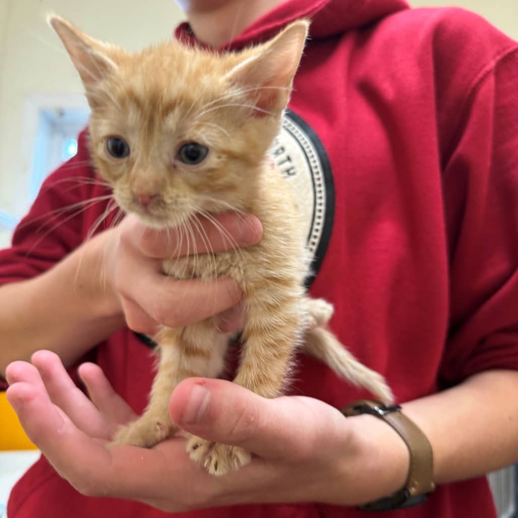 Orange Chicken - Domestic Shorthair cat available for adoption at Moose Jaw Humane Society in Moose Jaw
