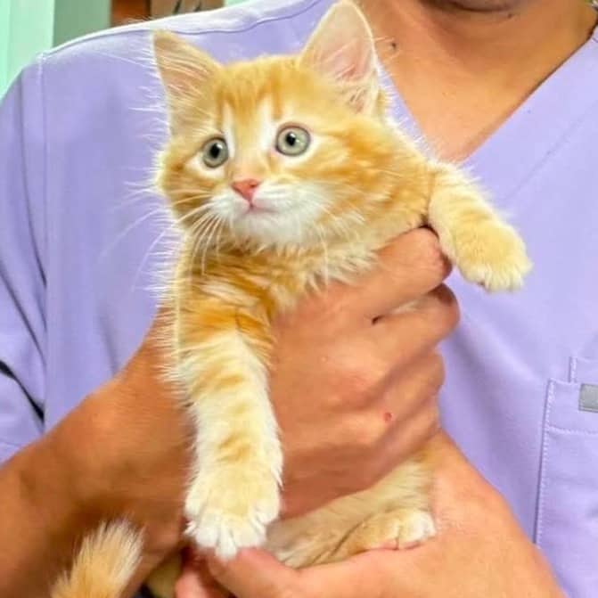 Lily - Domestic Shorthair available for adoption