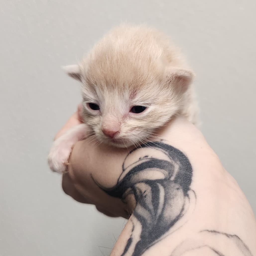 Custard Tart - Domestic Shorthair cat available for adoption at Battlefords Humane Society in Saskatchewan