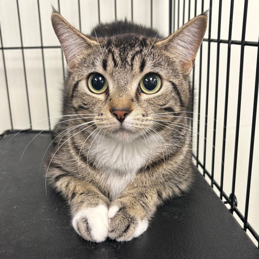 June - Domestic Shorthair cat available for adoption at North East SPCA in Melfort