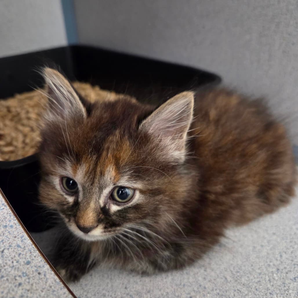 Nerina - Domestic Medium Hair cat available for adoption at Battlefords Humane Society in North Battleford