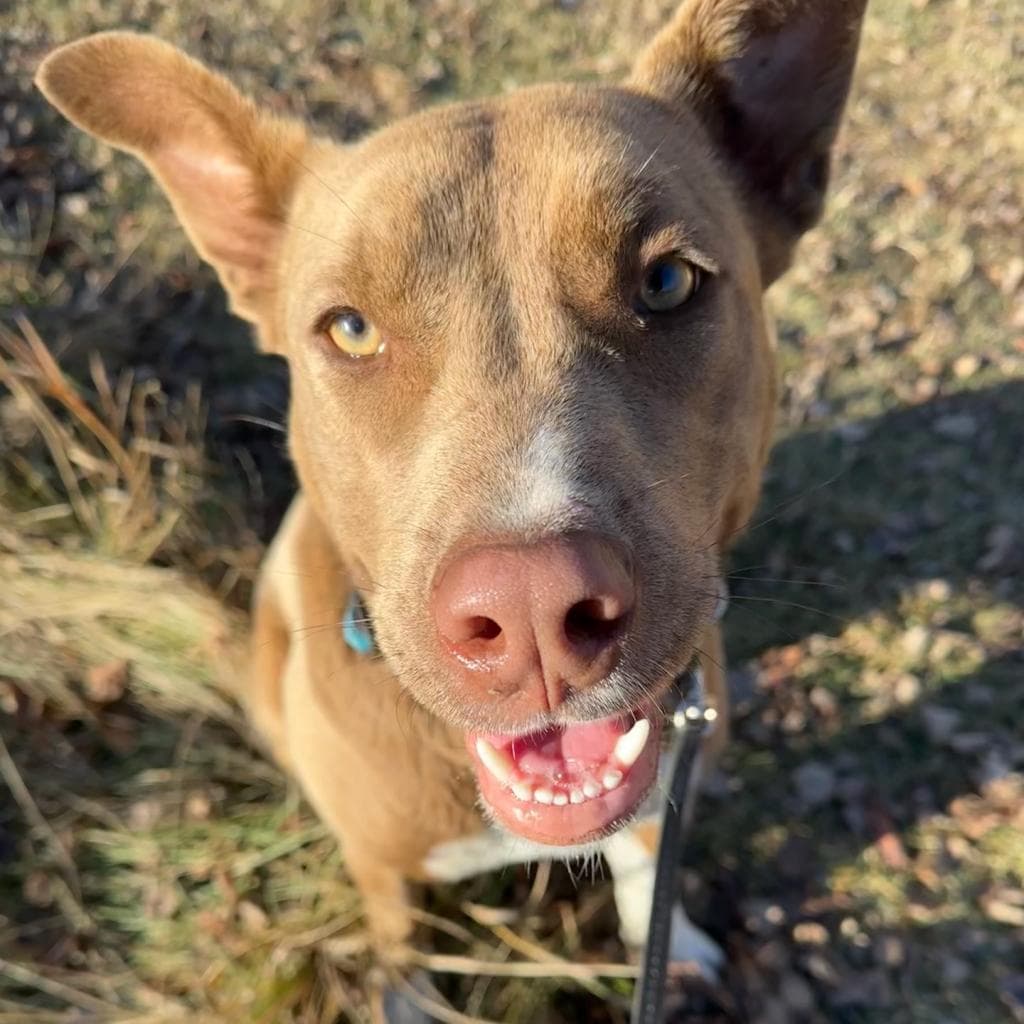 Pop Tart - MIXED BREED available for adoption at SCARS in Calgary