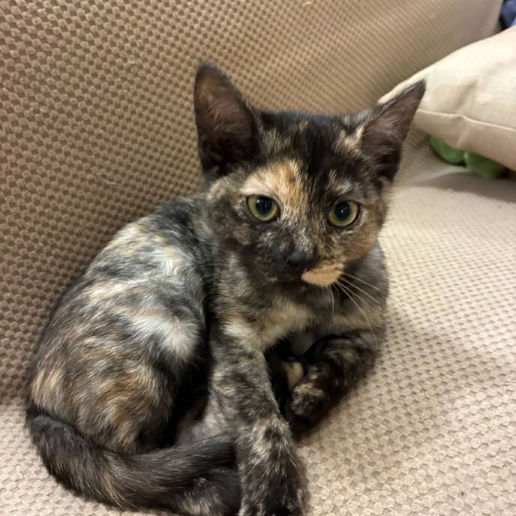 Mantiss - Domestic Shorthair available for adoption