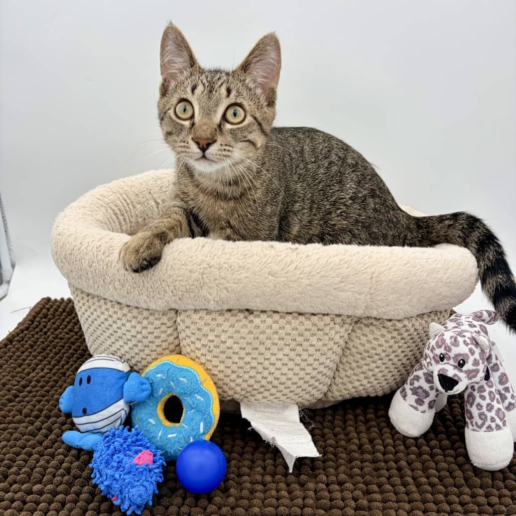 Gnocchi - Domestic Shorthair cat available for adoption at Moose Jaw Humane Society in Moose Jaw