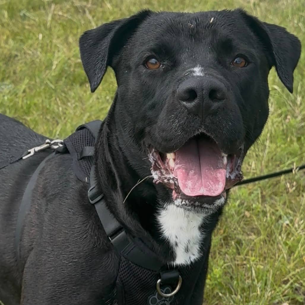 Cambria - Mixed Breed (Large) available for adoption