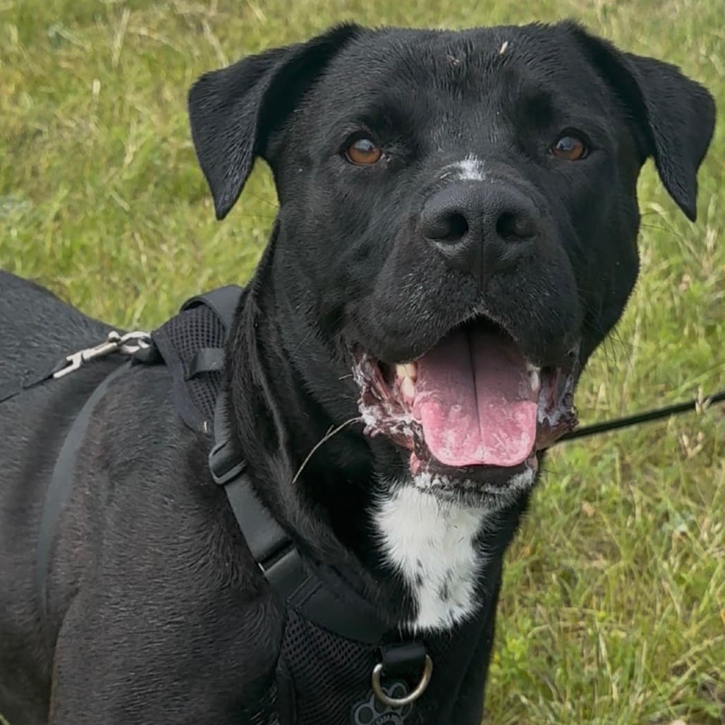 Cambria - Mixed Breed (Large) available for adoption