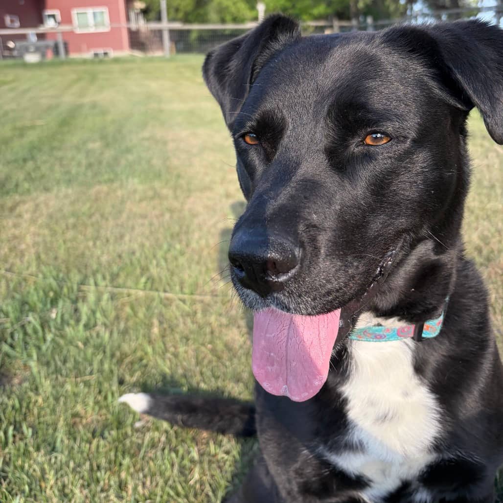 Kuna - MIXED BREED available for adoption