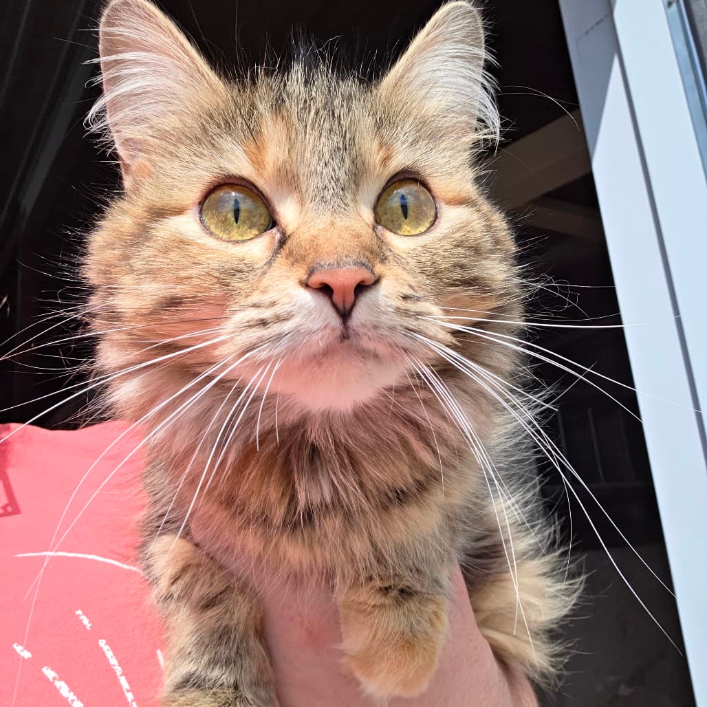 Susan - Domestic Longhair cat available for adoption at Humboldt & District SPCA in Humboldt
