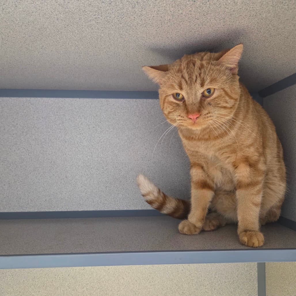Mr Meowmix - Domestic Shorthair cat available for adoption at Battlefords Humane Society in Saskatchewan