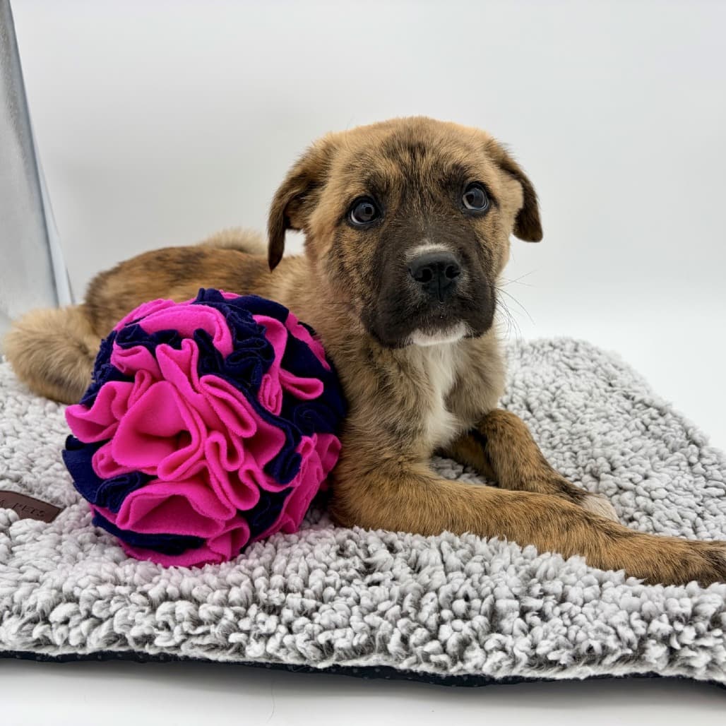 Salsa - Pyrenees, Great / Mastiff, Cane Corso available for adoption at Moose Jaw Humane Society in Saskatchewan