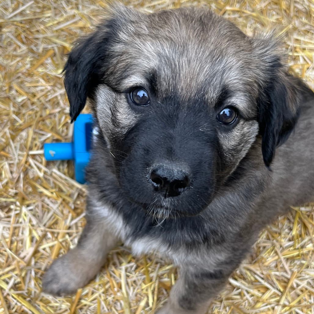 Tokyo - COLLIE, BORDER/MIX available for adoption at SCARS in Calgary