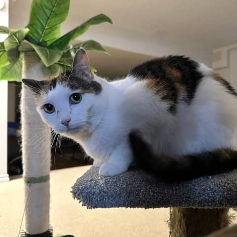 Squiggley - Domestic Shorthair cat available for adoption at SCARS in Edmonton (1 of 6)