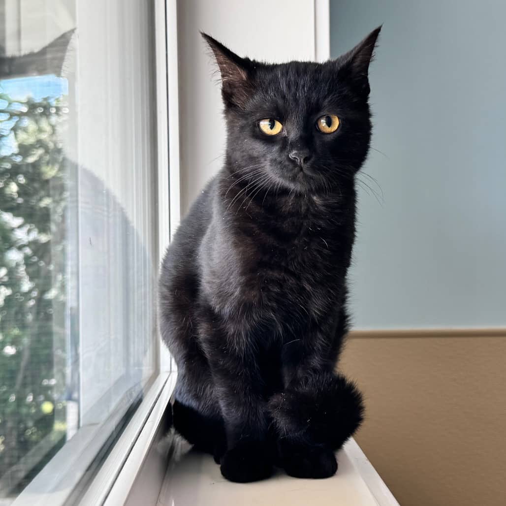 Jysk - Domestic Shorthair available for adoption