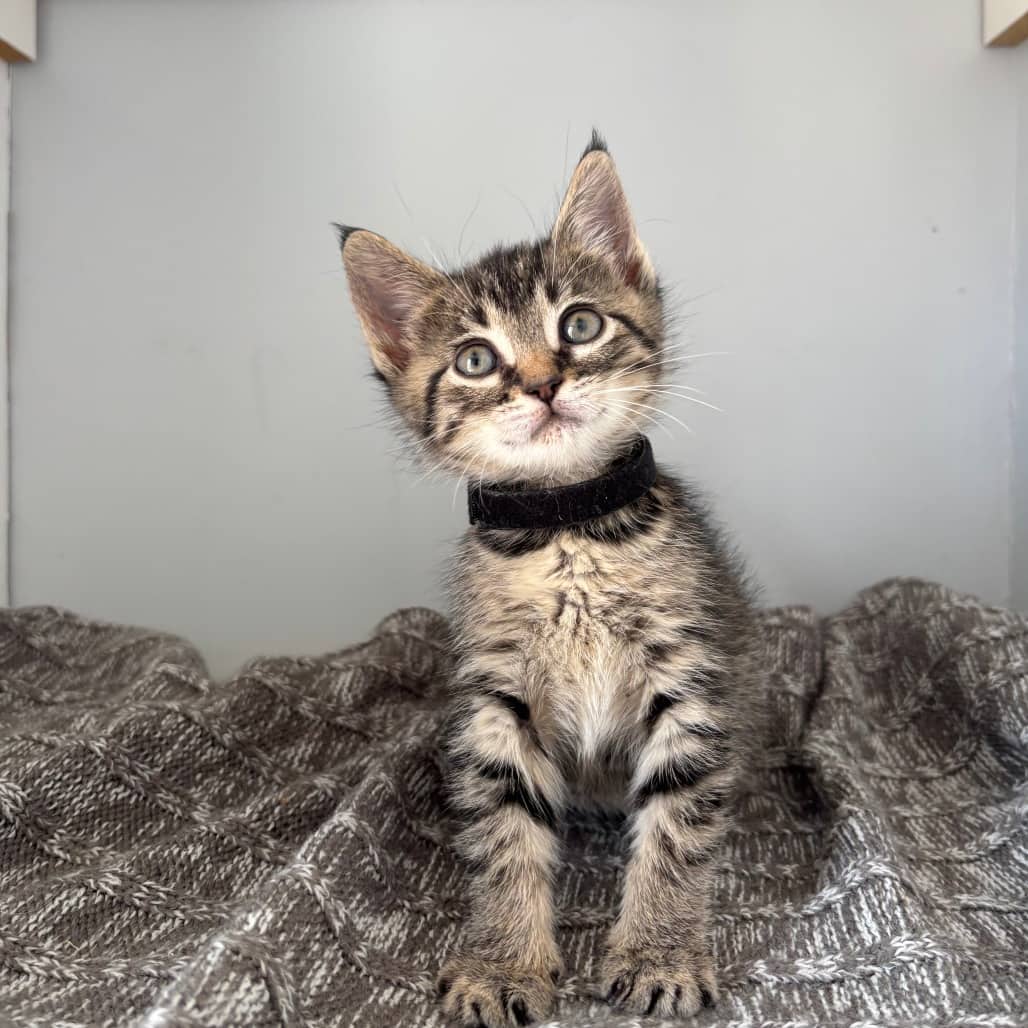 Paris - Domestic Shorthair cat available for adoption in Calgary
